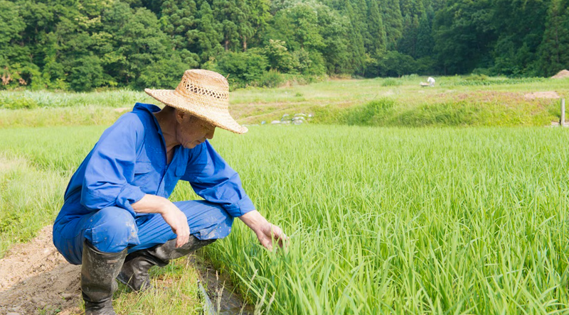 Niigata Koshihikari Specially Cultivated - Edible Rice Bran Powder - [Gensenmai Premium] (150g, 500g, 1kg) - Kurumira Shop