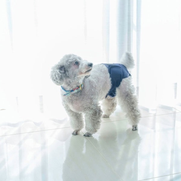 Manners pants for small dogs-  Gunma Store Japan