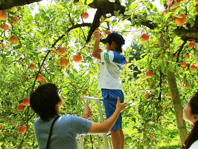 Apple Grasset (6-Packs Set) by Fujita Kanko Apple Orchard, Ibaraki Japan - Kurumira Shop