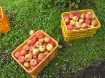 Premium Apple Juice Gift Set (3 Bottles, 460ml each) by Fujita Kanko Apple Orchard, Ibaraki Japan - Kurumira Shop